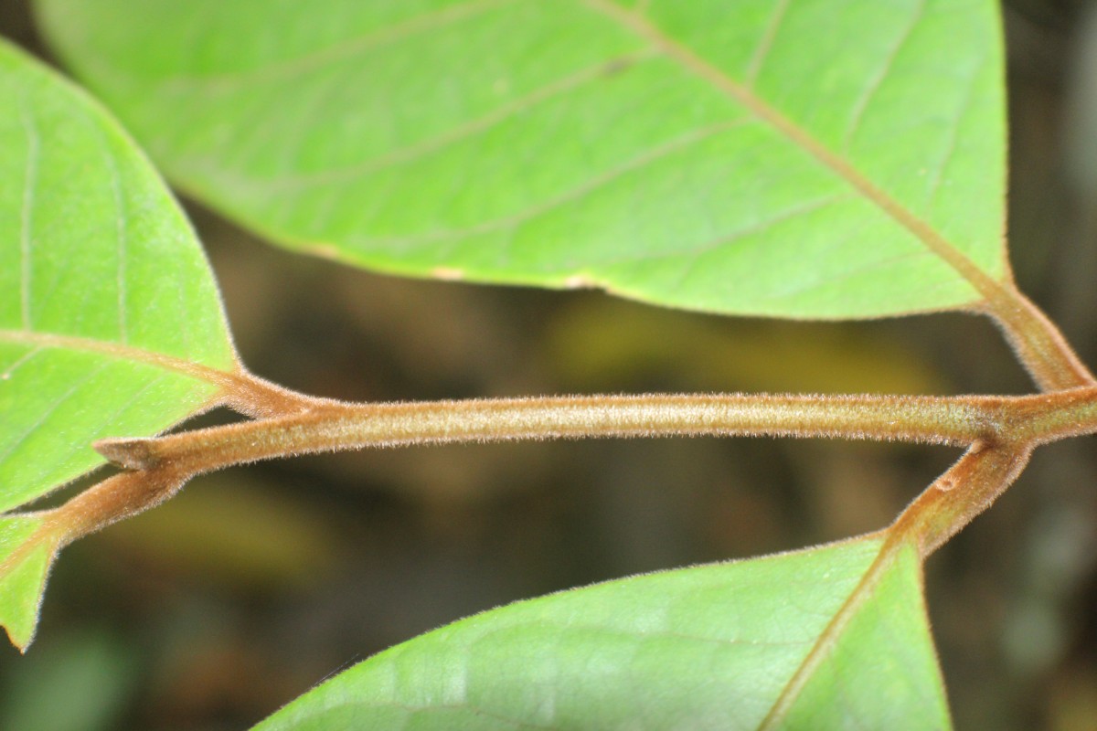 Litsea ligustrina (Nees) Fern.- Vill